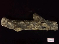 麋鹿鹿角化石藏品圖，第1張